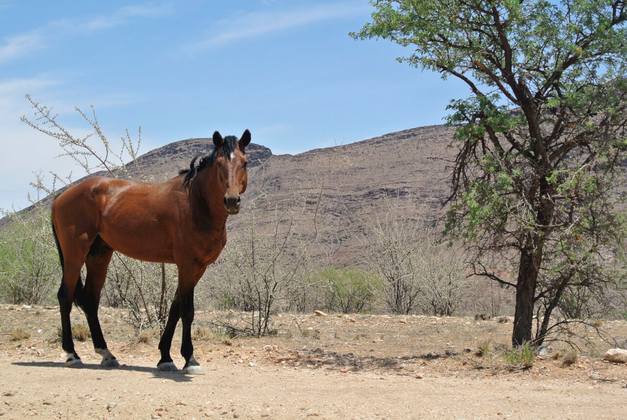 Sossusvlei