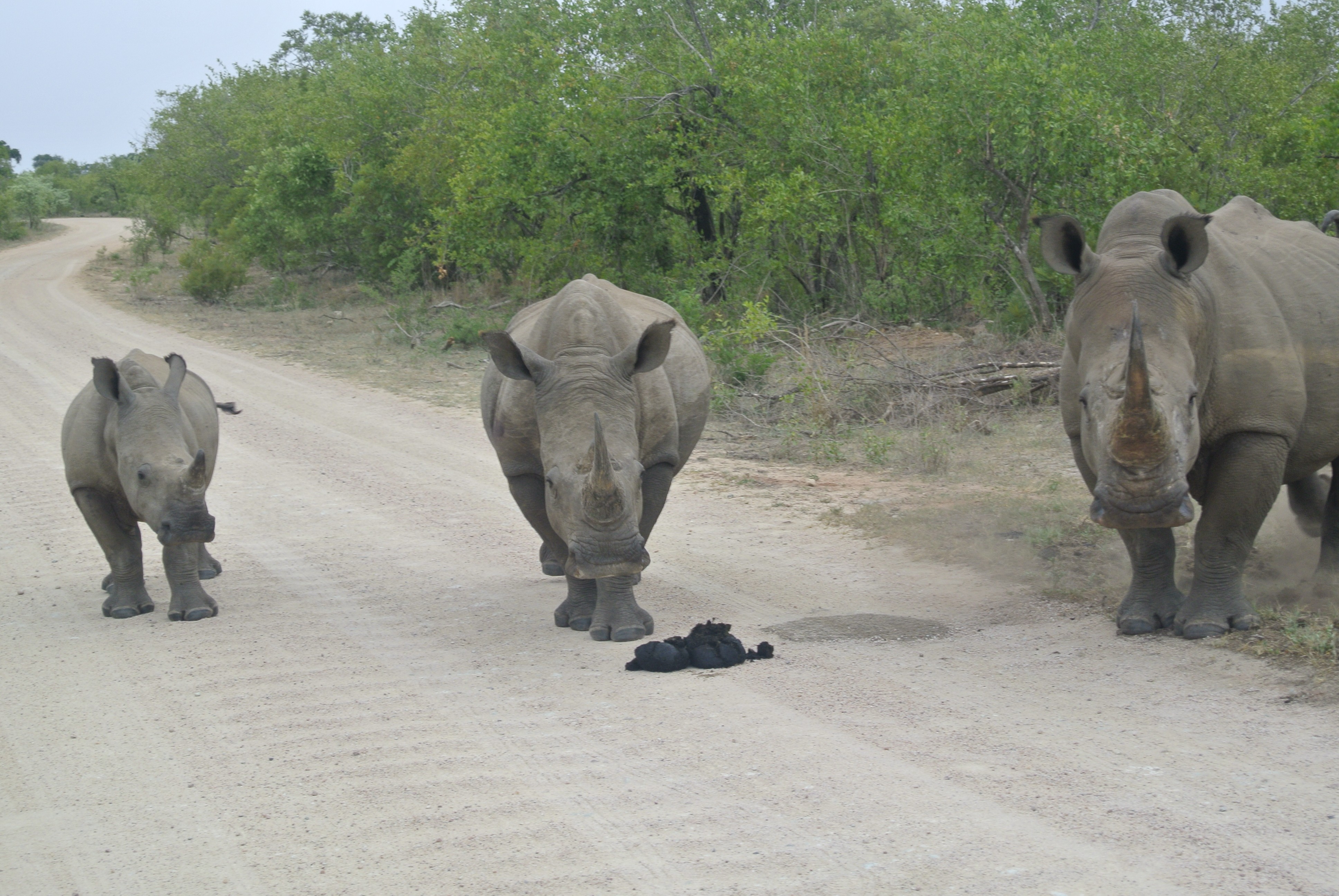 Game Drive im Krüger Nationalpark