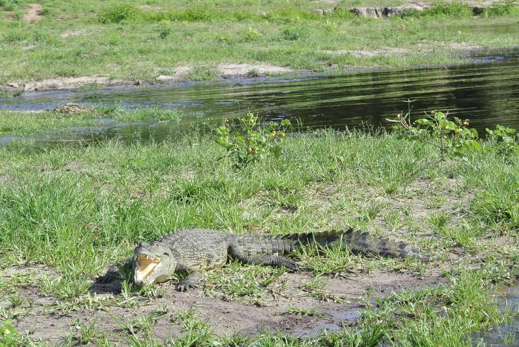 Krokodile begrüßten uns auch