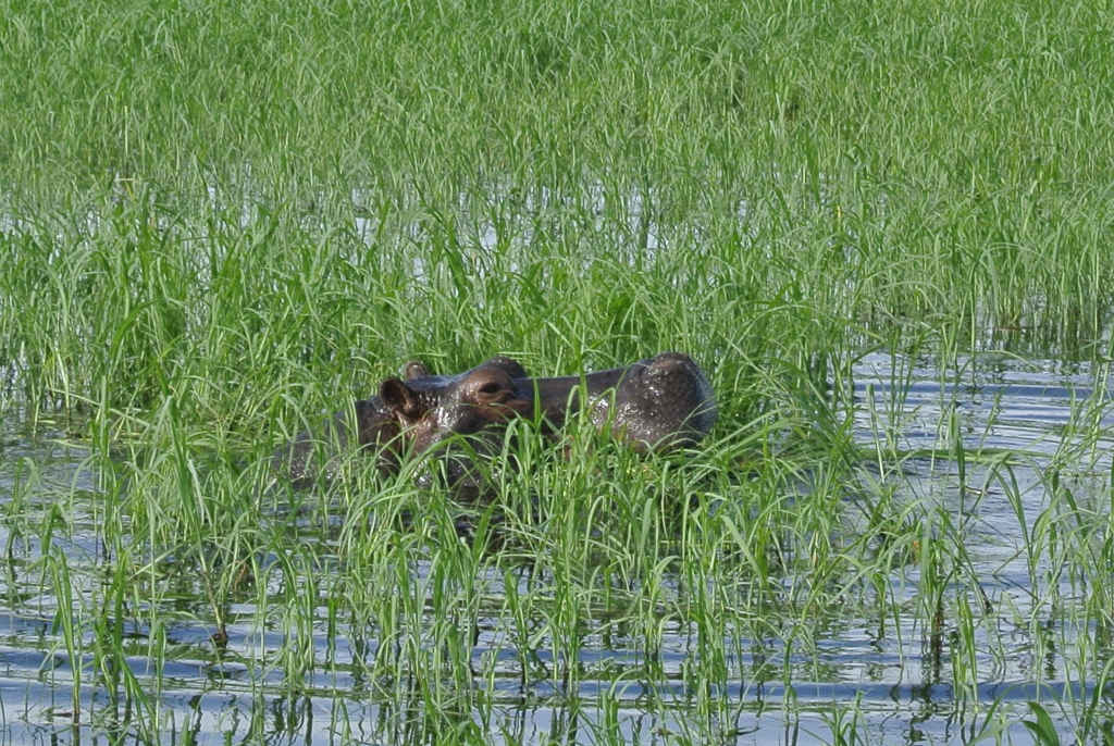 Ausflug auf dem Chobe River 