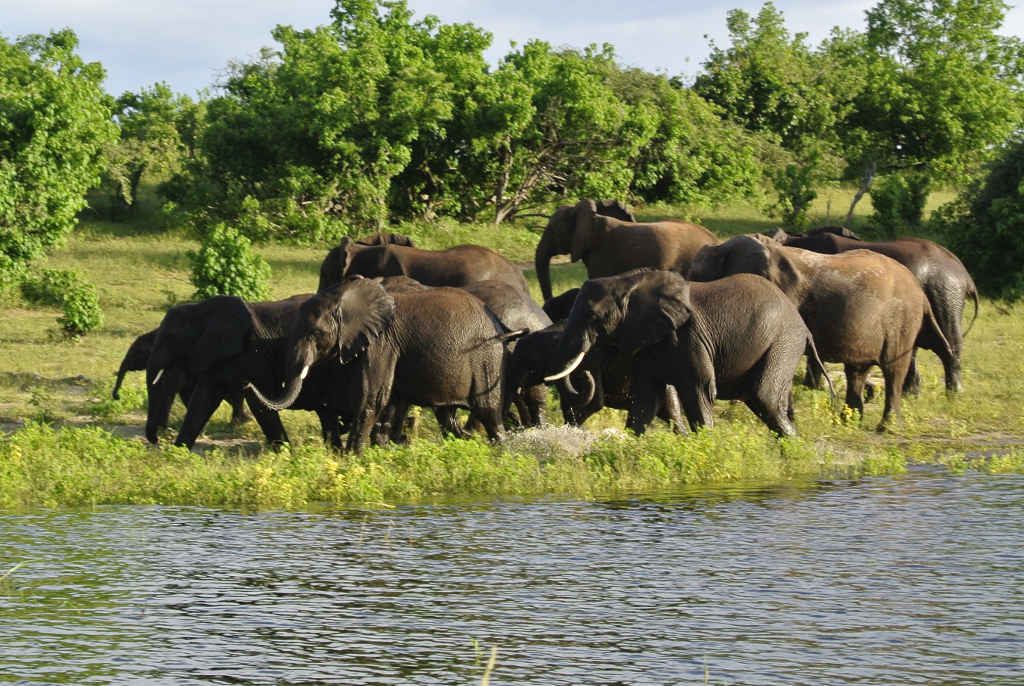 Elefantenherde am Chobe River