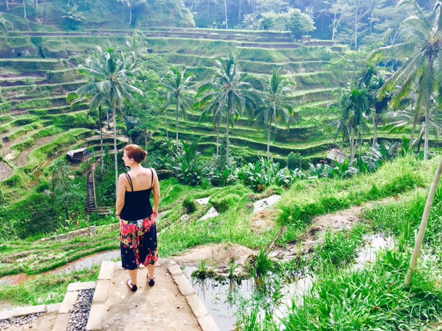 Bali Indonesien Reisterrassen
