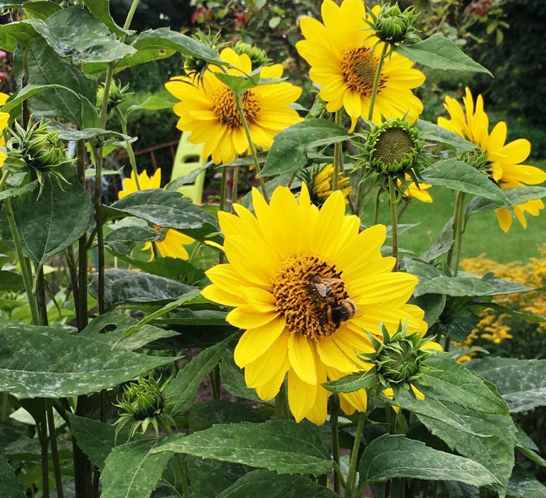 Garten im Urlaub Blumen