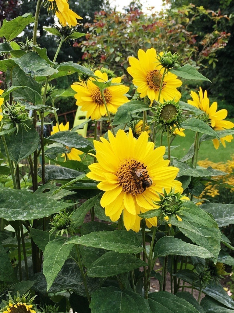 Garten im Urlaub Blumen