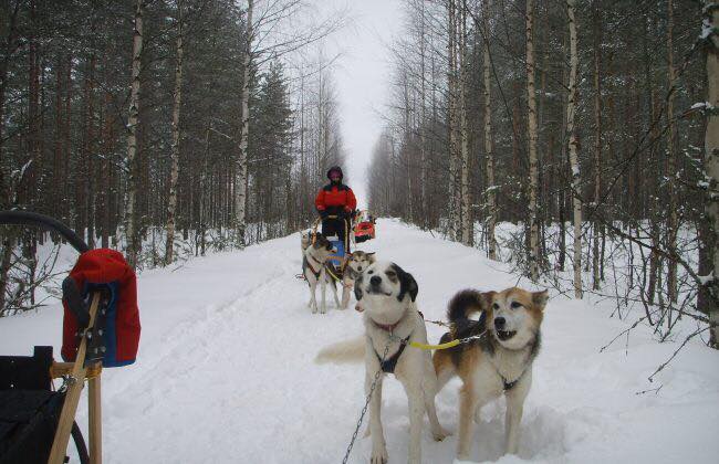 Huskyschlittenfahrt © FinnTouch