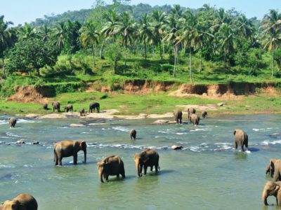 Südostasien Reise - SriLanka3