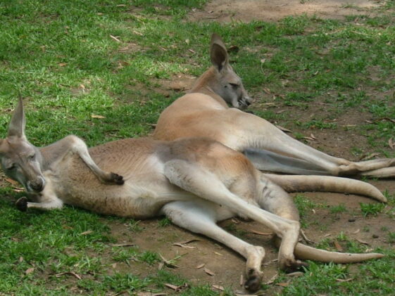 MSWellTravel_Australien Australien Roadtrip Tipps Ostküste