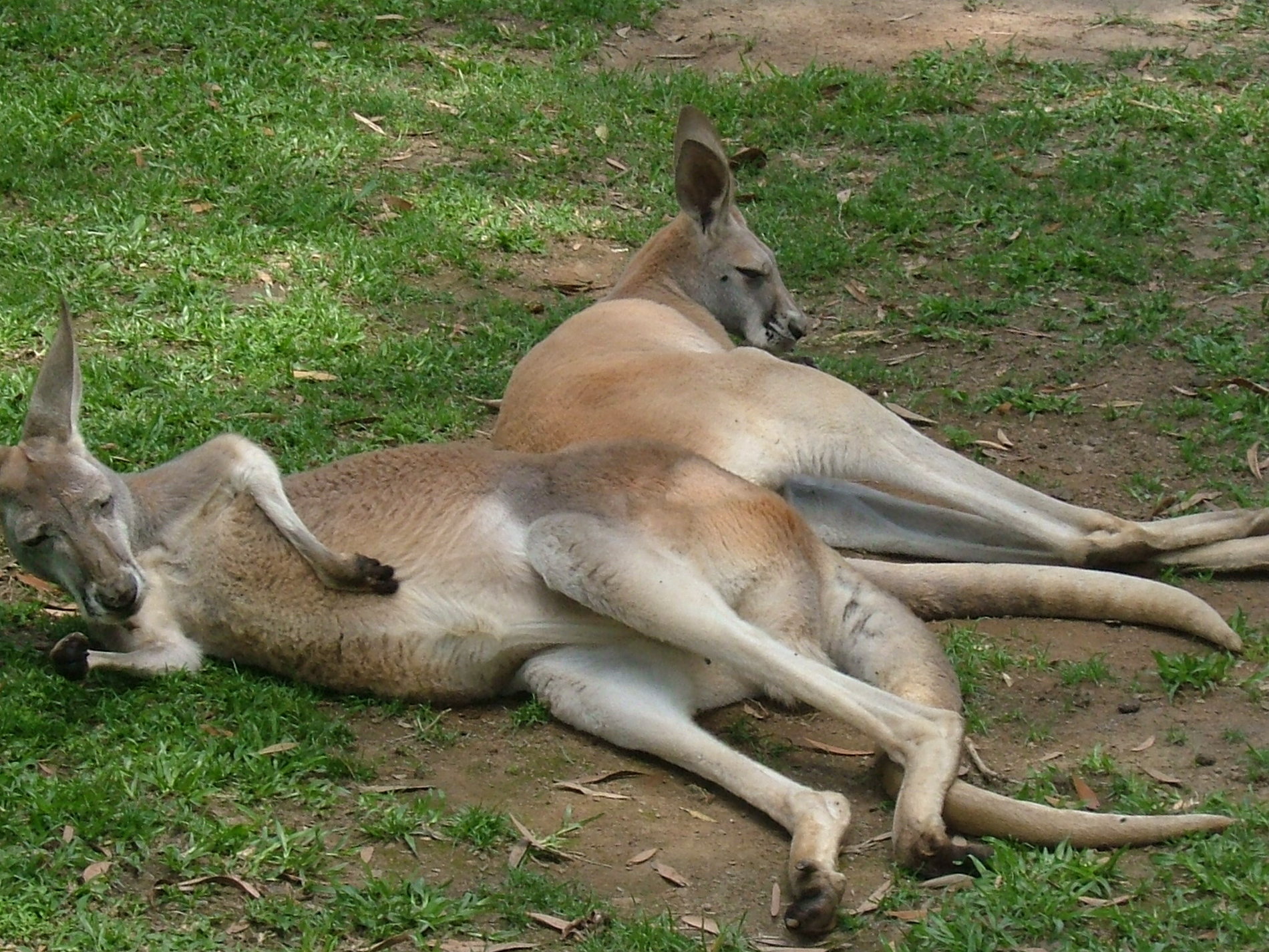 MSWellTravel_Australien Australien Roadtrip Tipps Ostküste