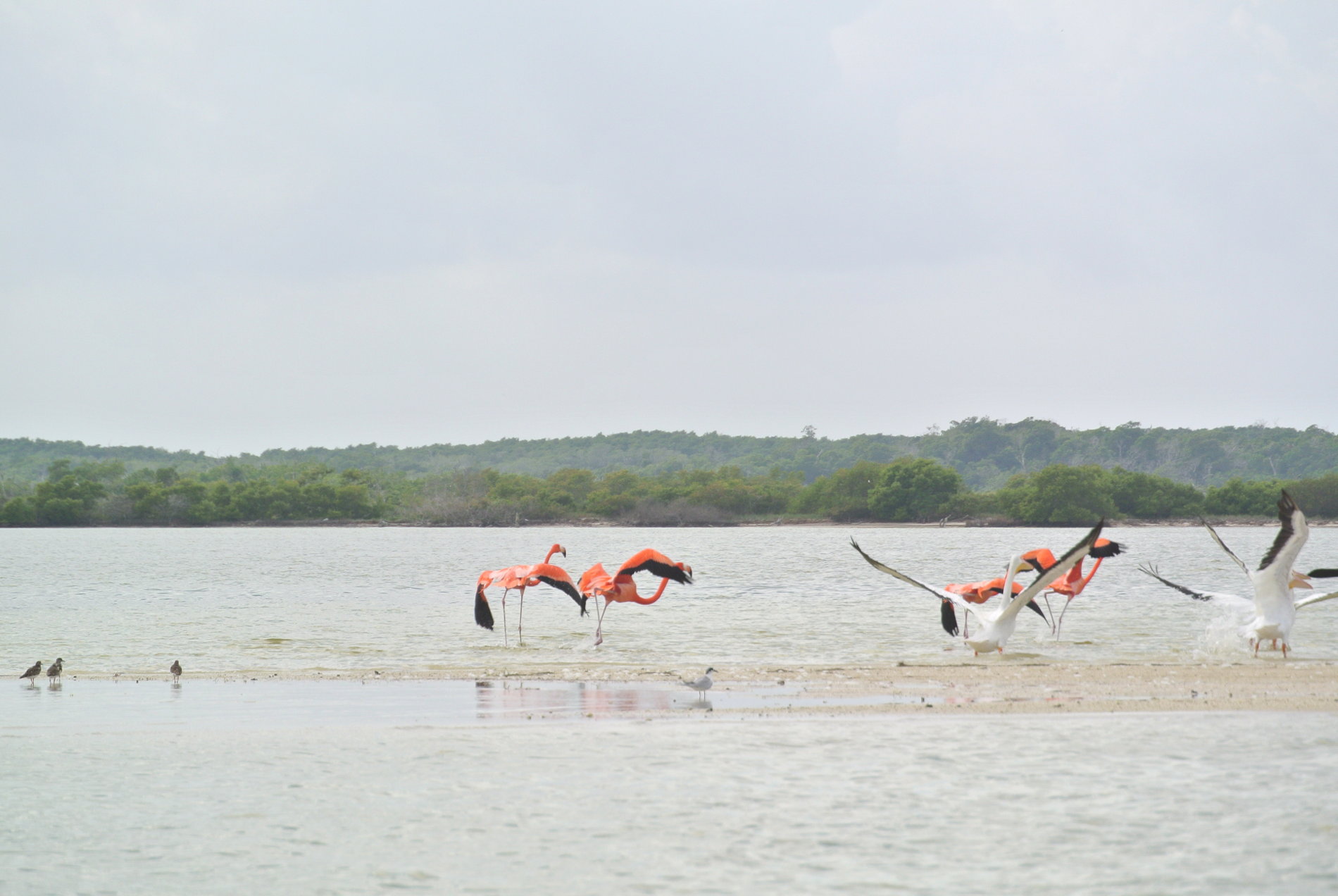 MSWellTravel_Yucatan_Flamingo