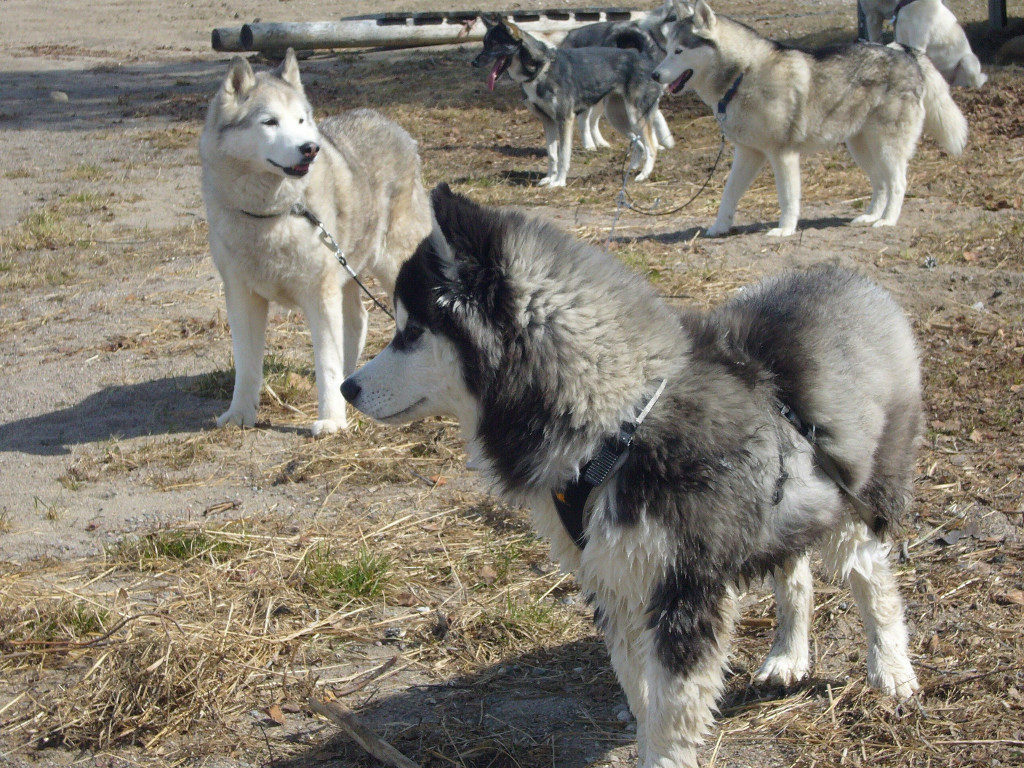 Husky in Särna am Strand