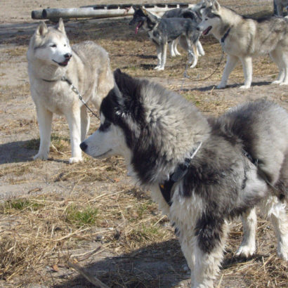 Husky in Särna am Strand