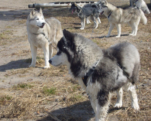 Husky in Särna am Strand