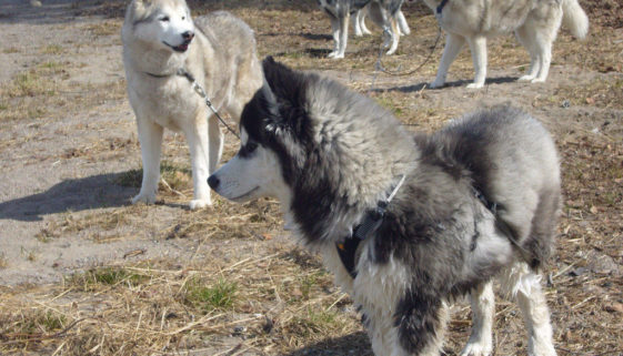 Husky in Särna am Strand