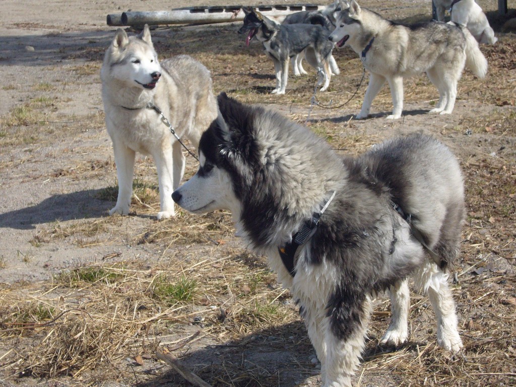Husky in Särna am Strand Husky in Särna am Strand