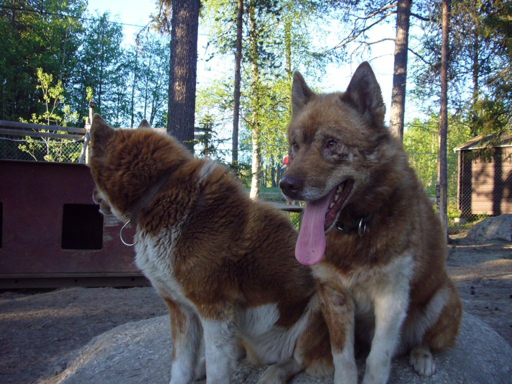 Hunde_in_Schweden