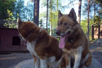 Hunde_in_Schweden
