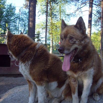 Hunde_in_Schweden