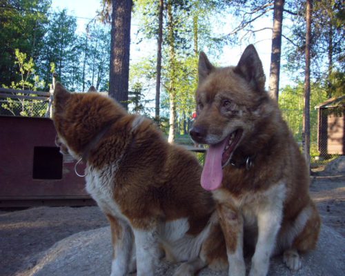 Hunde_in_Schweden