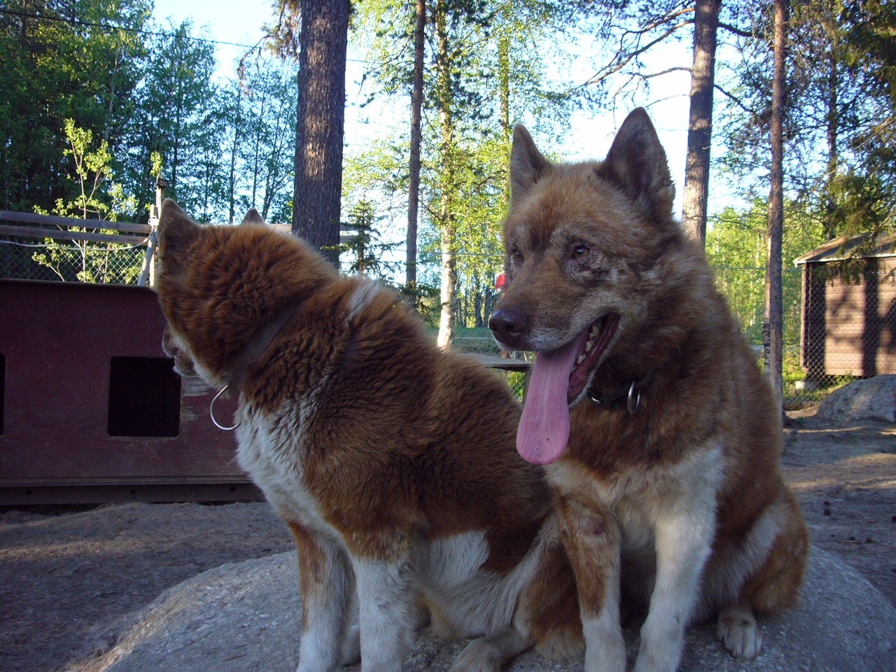 Hunde_in_Schweden Hunde_in_Schweden