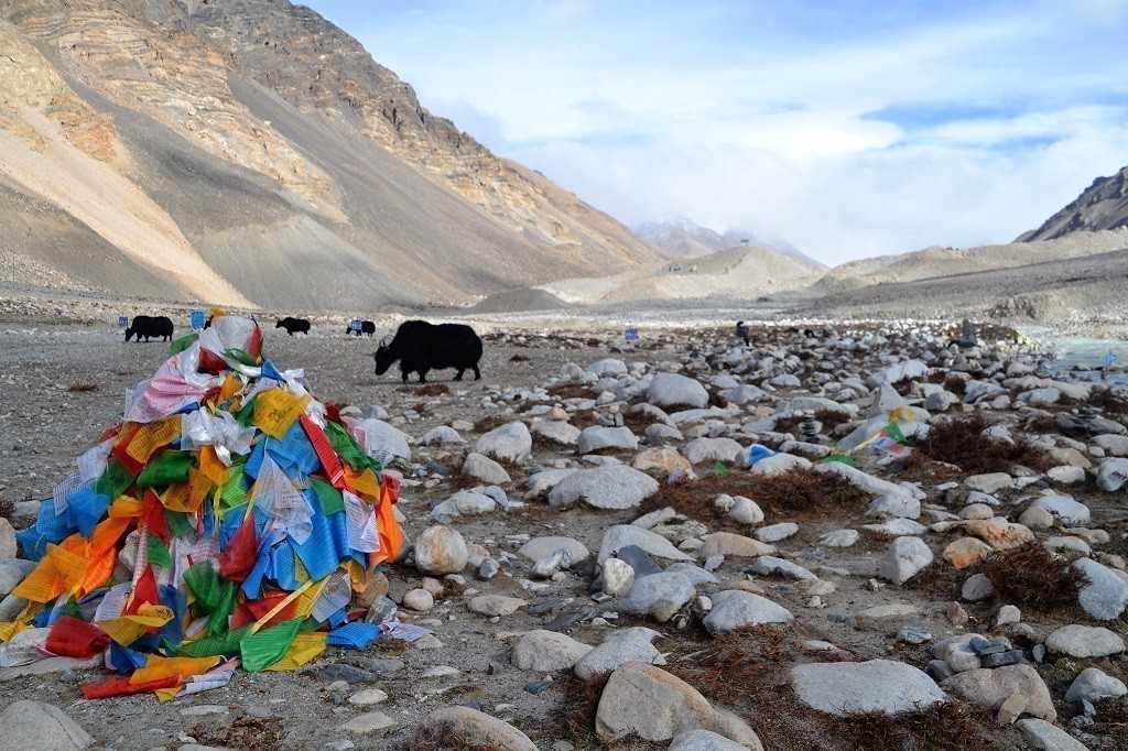 Yaks am Mount Everest Base Camp