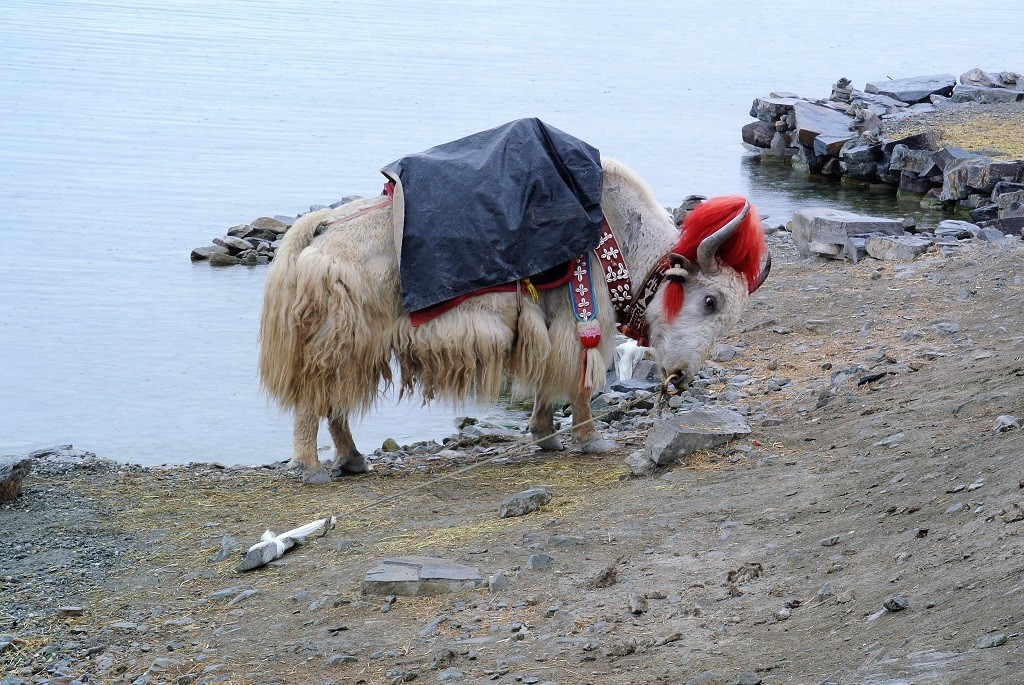 Ein Yak frisst am See