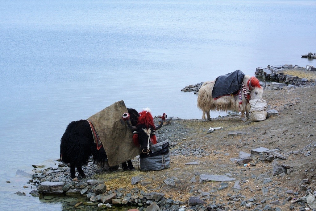 Yak bei der Fütterung am Yamdrok Tso See