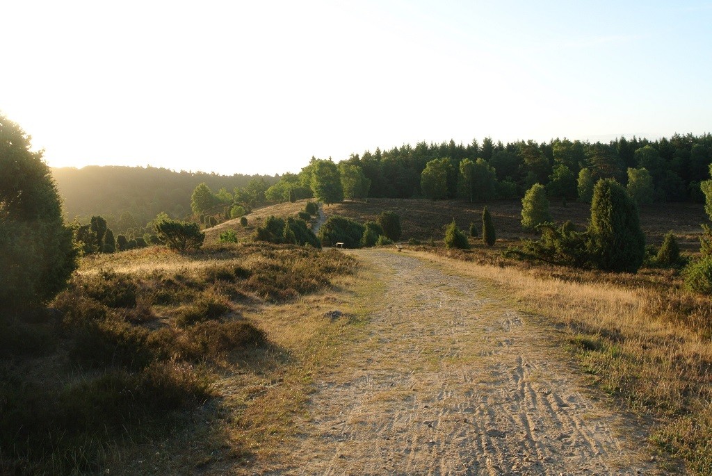 Weg in der Heide