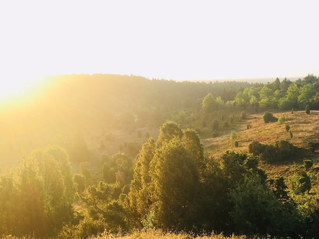 Sonnenaufgang in de LüneburgerHeide