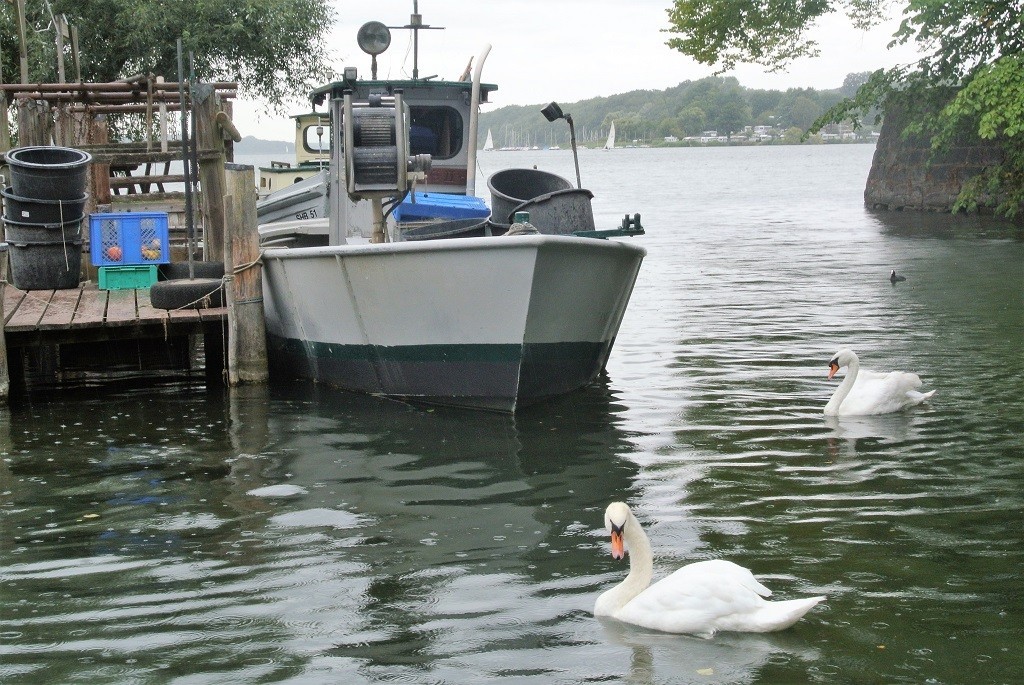 Boote und Schwäne