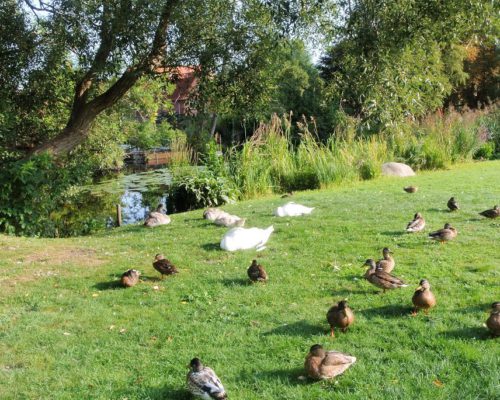 Enten und Schwäne im Kurpark