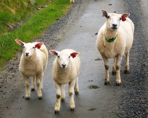 Schafe auf der Straße in Norwegen