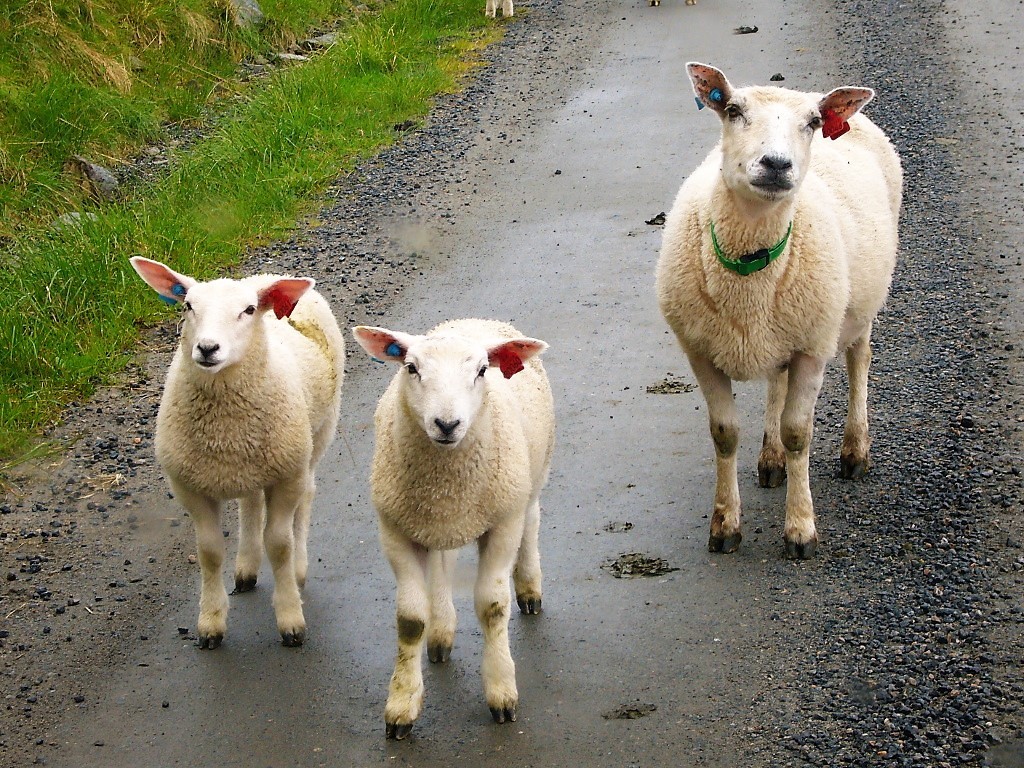 Schafe auf der Straße in Norwegen