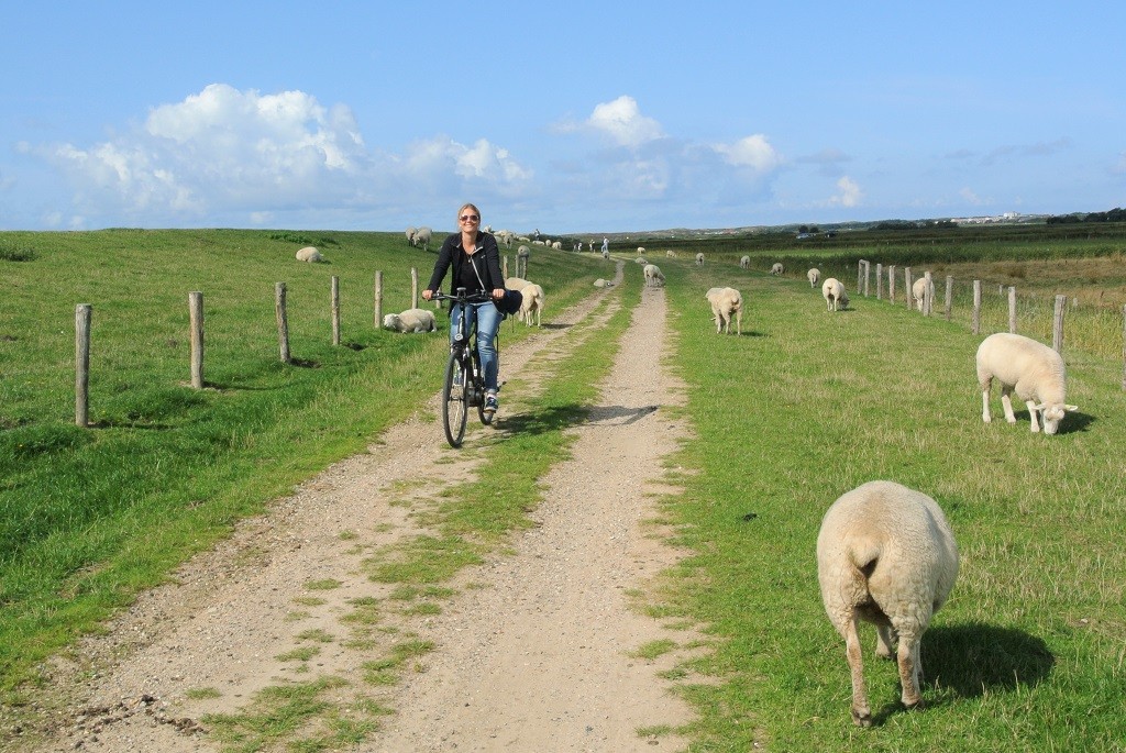 Radfahren vorbei an Schafsherden