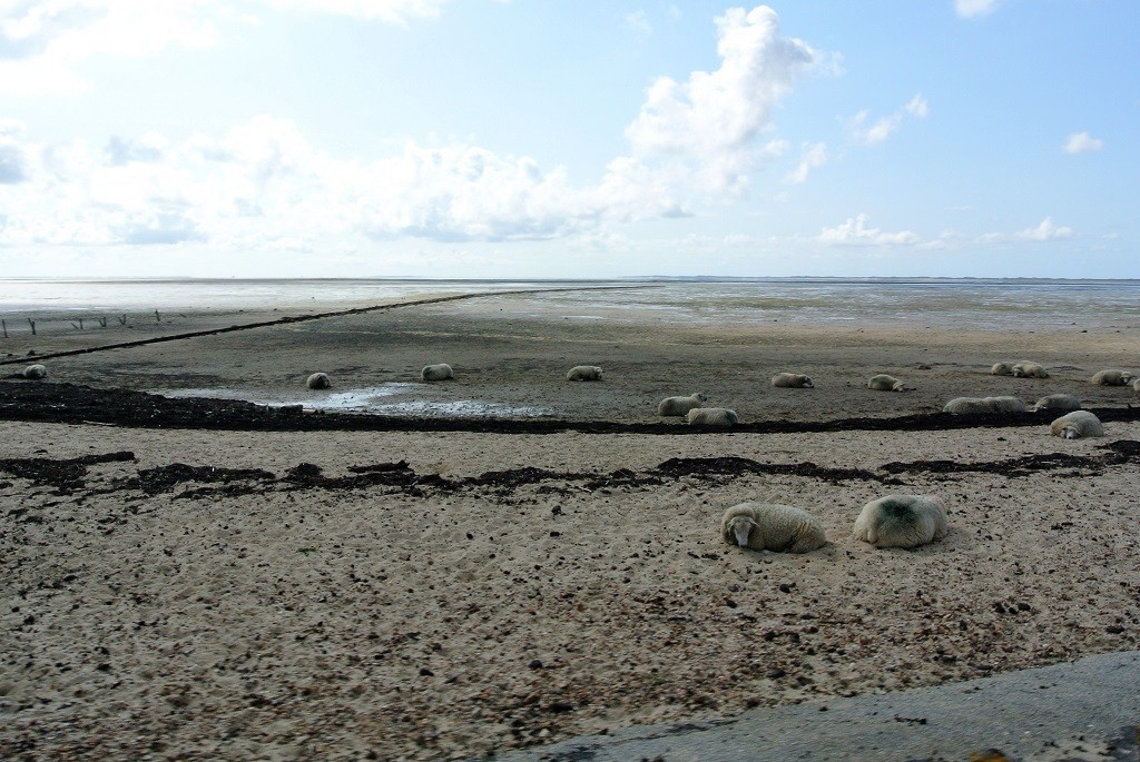 Rantmbecken mit Schafen