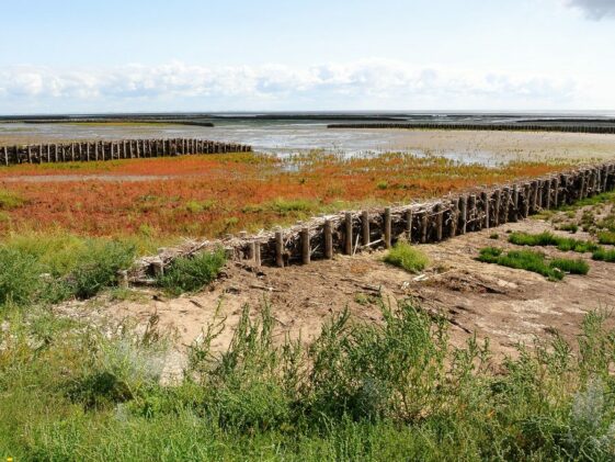 Heideblühte auf der E-Bike Tour auf Sylt Heide blüht