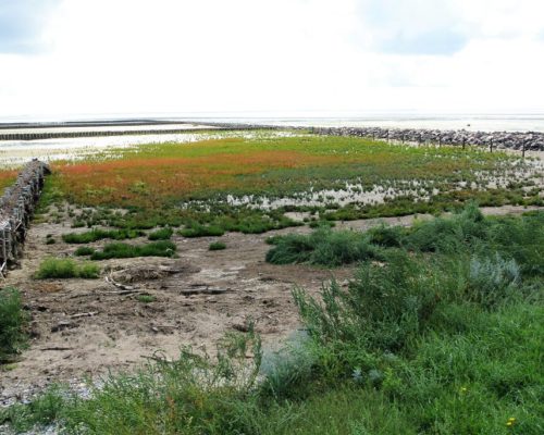 Heideblüte auf Sylt