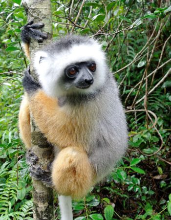 Lemur Island in Andasibe Lemur Island in Andasibe