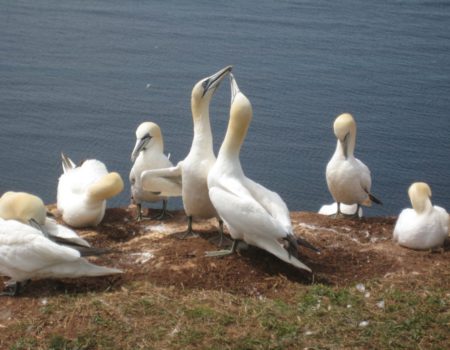 Vögel auf Helgoland