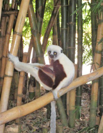 Lemur in Ambatomirahavavy Lemur in Ambatomirahavavy