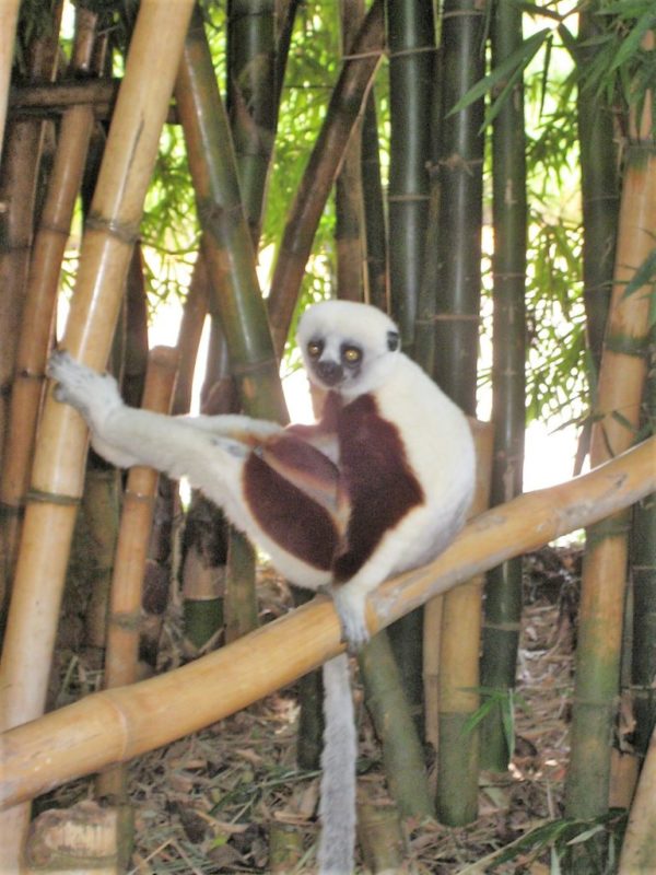 Lemur in Ambatomirahavavy