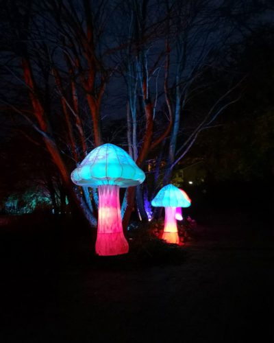 Dicht- und Lichtwesen Dicht- und Lichtwesen