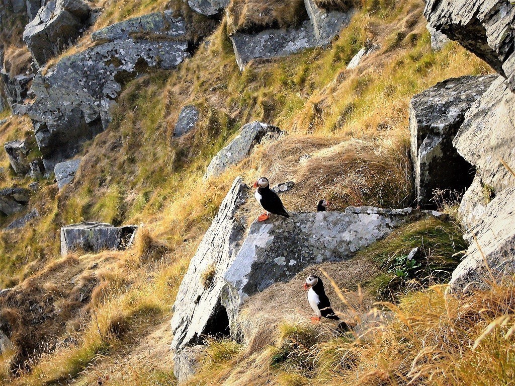 Norwegen Roadtrip Papageientaucher