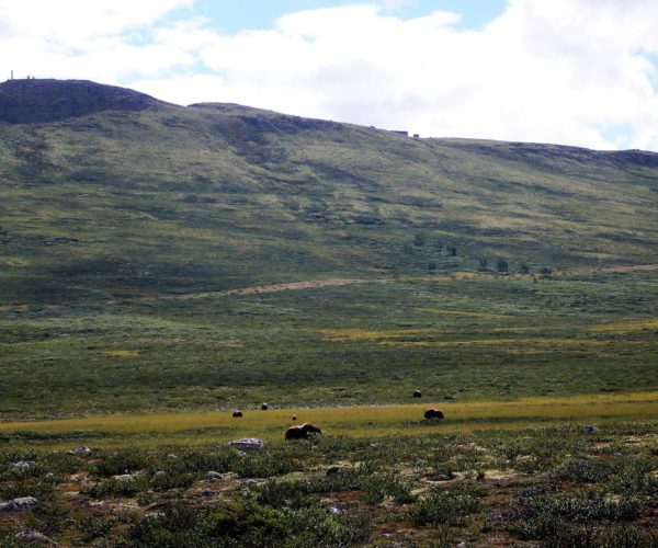 Moschusochsen im Dovrenationalpark