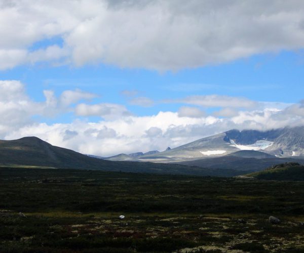 Wandergebiet zu den Moschusochsen im Dovrefjell