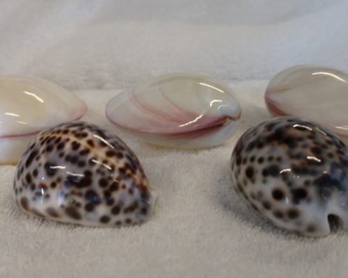 5 Muscheln für die Massage 5 Muscheln für die Massage