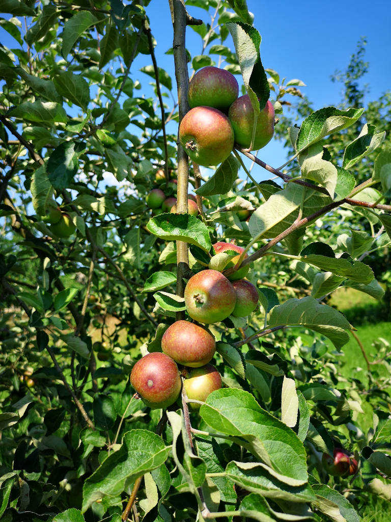 Apfelbäume im Alten Land