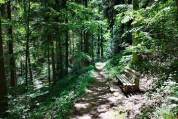 Waldbaden aus Japan im Schwarzwald