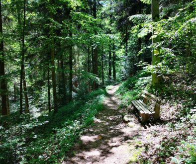 Waldbaden aus Japan im Schwarzwald