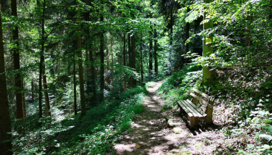 Waldbaden aus Japan im Schwarzwald