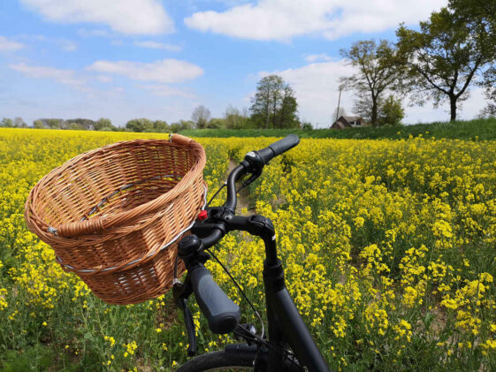 Radtour Hamburg Vier- und Marschlande Rapsfeld Radtour Hamburg Vier- und Marschlande
